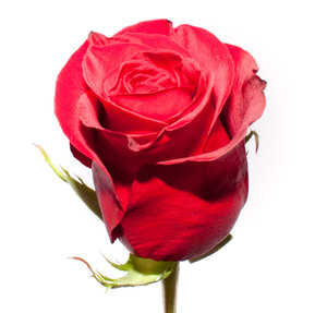 Красная голландская роза